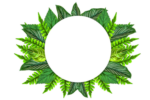 Original size Collected Leaf fern isolated on white background of close-up - Valokuva, kuva