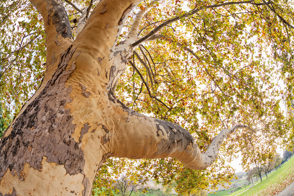 дерева в парку
 - Фото, зображення