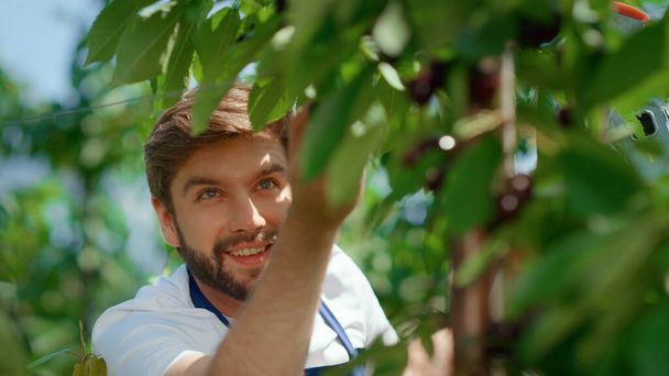 Smiling farm worker collecting cherry fruits in sunny green farm portrait - Фото, зображення