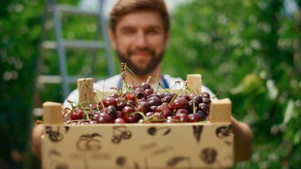 Empresário agricultor cereja bagas em caixa de frutas orgânicas em estufa jardim. - Foto, Imagem