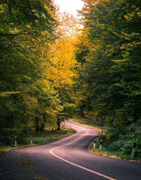 A vertical shot of a curvy road in a forest covered in trees and dried leaves in autumn - 写真・画像