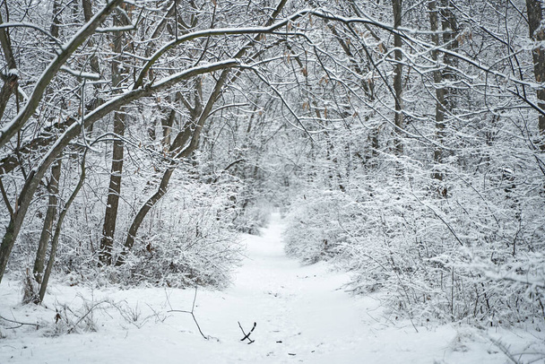 Snow covered winter forest scenery. Winter fairytale. - Zdjęcie, obraz
