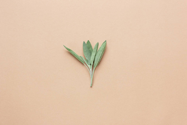 Sage plant flat on beige pastel background, botanical flatlay, zero waste, sustainable living or eco friendly flat lay, top view, copy space, naturopathy concept - Foto, Bild