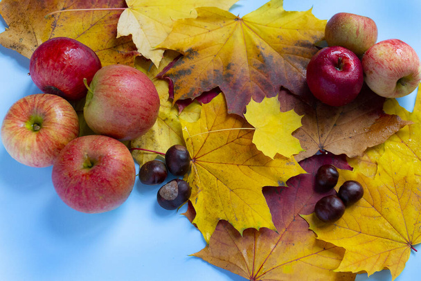 Beautiful autumn composition with apples, chestnuts, and maple leaves on a blue background. - Foto, afbeelding