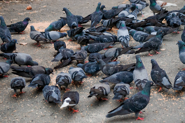 A flock of pigeons eating bread pieces from the ground - 写真・画像