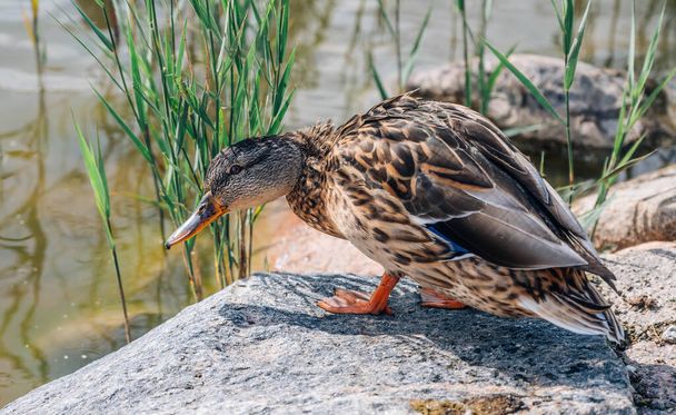 Mallard duck standing on a stone, close up - Fotografie, Obrázek
