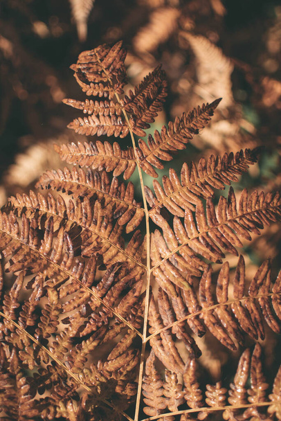Yellowed fern leaf on a blurred background. Dry fern leaf in the forest. Autumn tropical background. Copy space - 写真・画像