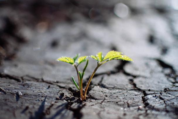 Young plant growing through the ground, hope concept - Photo, Image