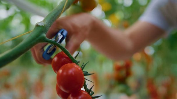 Primer plano agrónomo mano recoger verduras en invernadero tecnológico - Foto, Imagen