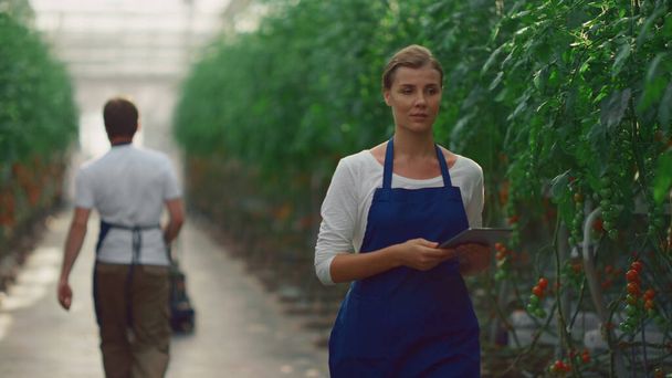 Pareja de agricultores examinando tomates trabajando juntos cultivando alimentos en invernadero. - Foto, Imagen