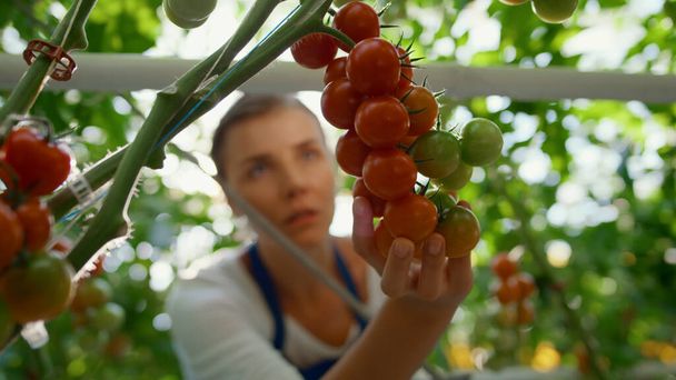 Mujer agrónoma comprobando la producción de tomates en invernadero con retrato de tableta - Foto, Imagen
