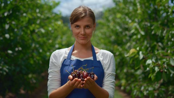 農学者は果樹園で収穫したチェリーを提示します。ベリーを持つ女性農家の手 - 写真・画像