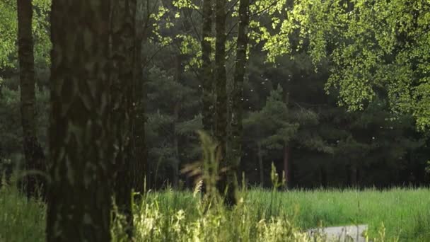 Bäume im Park - Filmmaterial, Video