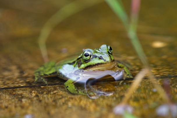 πράσινο βάτραχο που κάθεται σε μια λακκούβα νερού, Ολλανδία - Φωτογραφία, εικόνα