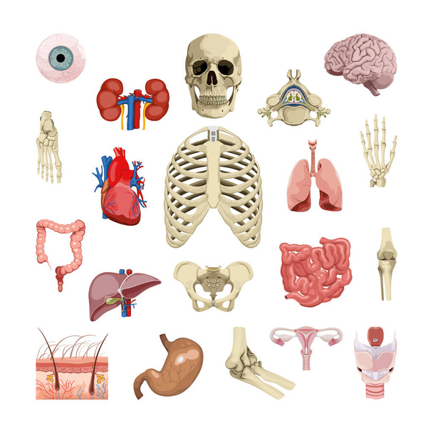 Human organs isolated on white background. Realistic illustration for the study of human anatomy. - Vector, Image