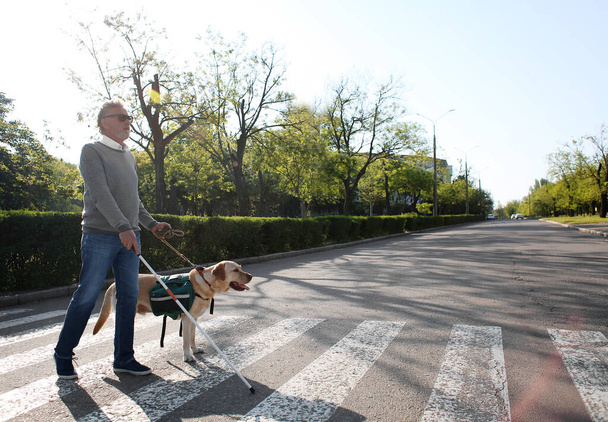 Blind senior man with guide dog crossing road in city - Photo, Image