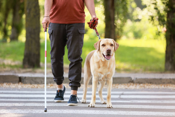 Blind senior man with guide dog crossing road in city - Фото, зображення