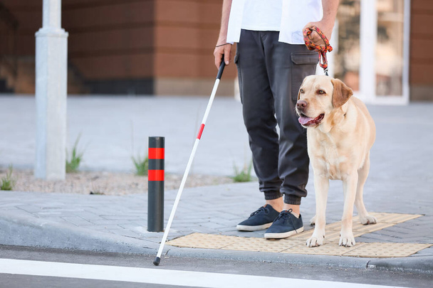 Слепой пожилой человек с собакой-поводырем, переходящей дорогу в городе - Фото, изображение