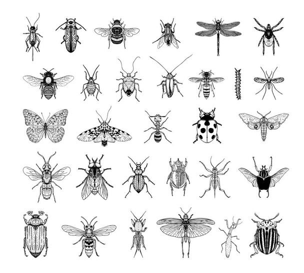 Collection of monochrome illustrations of insects in sketch style. Hand drawings in art ink style. Black and white graphics. - Vektor, Bild