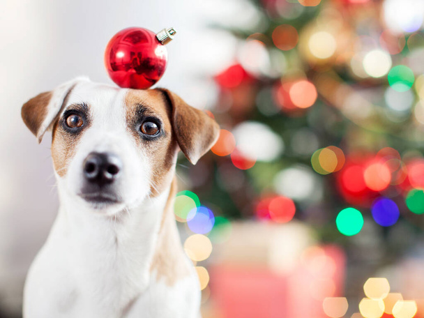 Dog near christmas tree. Pet at home, happy New Year and merry Christmas - Zdjęcie, obraz