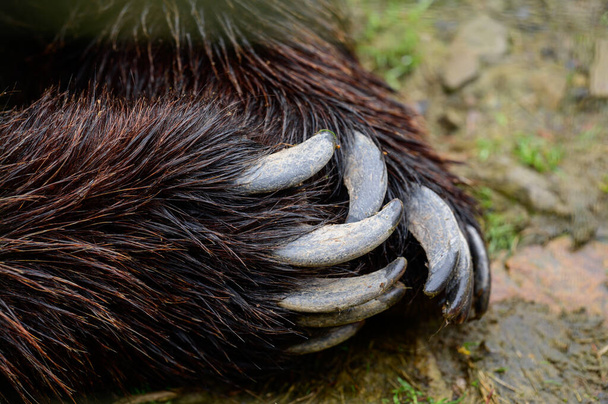 Brown bear paw and claws close up, predator and his weapon. - Photo, Image