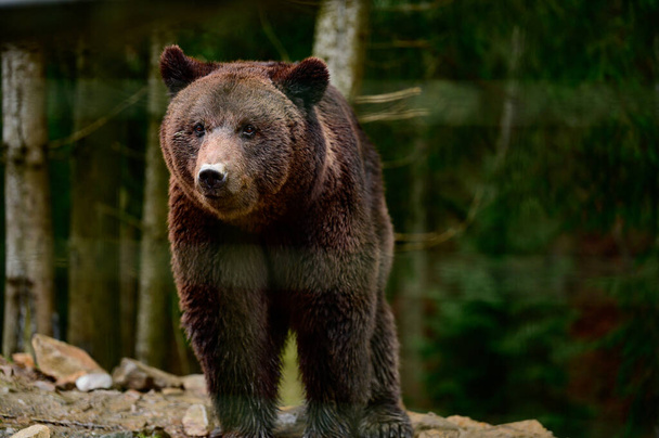 Natural National Park of Ukraine Synevyrska Polyana and its inhabitants brown bears, Carpathian inhabitants. - Photo, Image