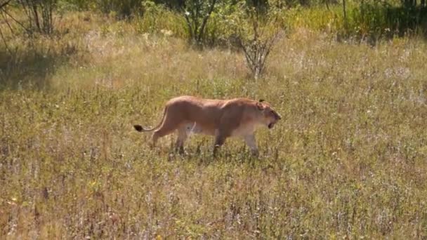 Löwe spaziert durch den Park - Filmmaterial, Video