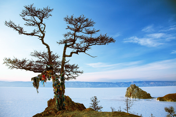 Shaman tree - Photo, Image