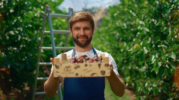 Фермер-бизнесмен представляет вишневую коробку экологической еды на оранжерейной плантации сада. - Фото, изображение