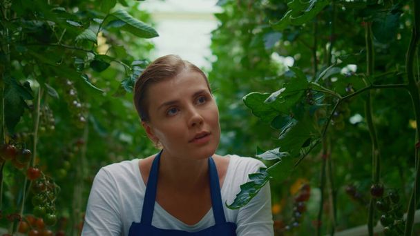 農家は有機農場でトマトのプランテーションを検査する女性起業家チェック工場 - 写真・画像