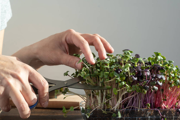 Des mains féminines coupant des pousses de radis avec des ciseaux, récoltant des microverts à la maison, concept d'alimentation saine. - Photo, image