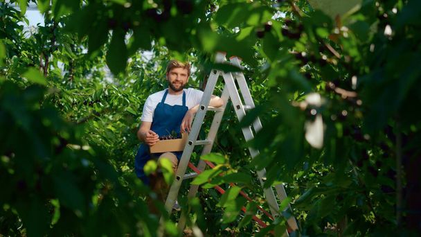 Landwirt mit Beerenkasten posiert in beeindruckender grüner Farmsonne und genießt die Arbeit - Foto, Bild