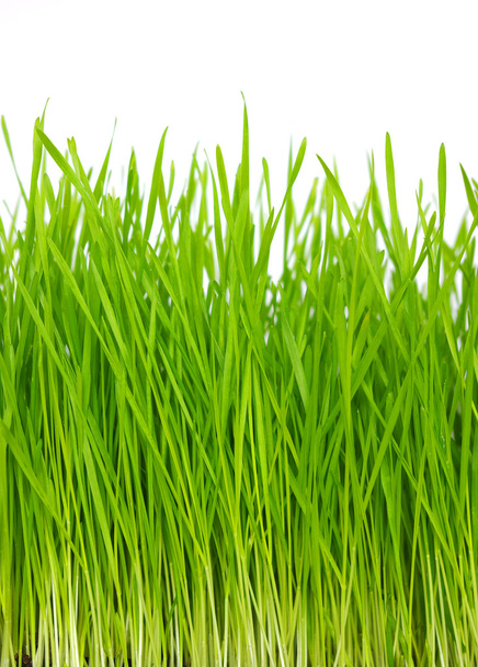 緑の草 - 写真・画像