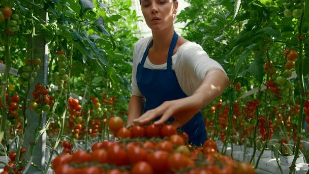 Тепловой предприниматель собирает свежие помидоры на солнечной современной плантации - Фото, изображение