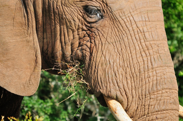 Elephant, Addo Elephant National park, South Africa - Fotografie, Obrázek