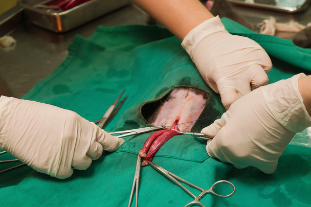 γάτα σε κτηνιατρική χειρουργική επέμβαση, κτηνίατρος αποστείρωση με τρίτε - Φωτογραφία, εικόνα