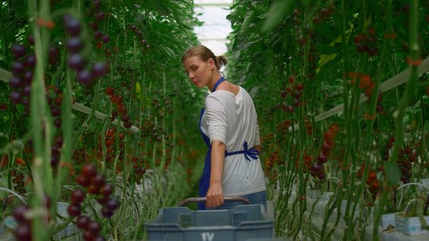 Cherry tomaatti plantaasi maanviljelijä nainen työntekijä. Vihannesten sadonkorjuun käsite - Valokuva, kuva