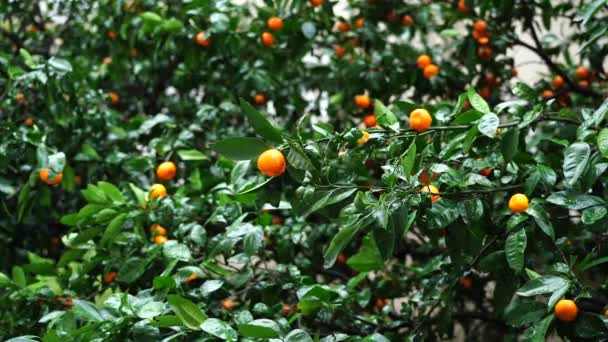 Egy mandarin fa zöld ágai eső után - Felvétel, videó