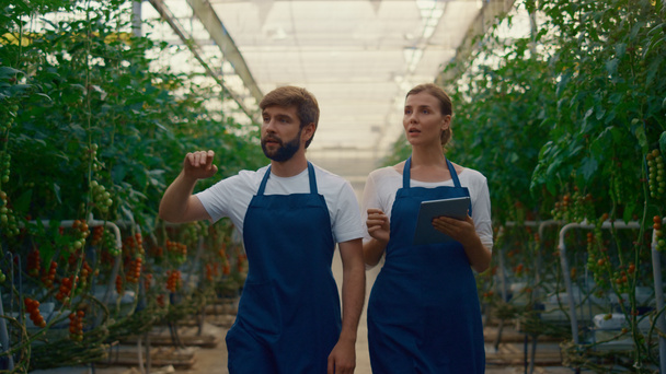 Два агрономических фермера осматривают сбор овощей на томатной плантации.  - Фото, изображение
