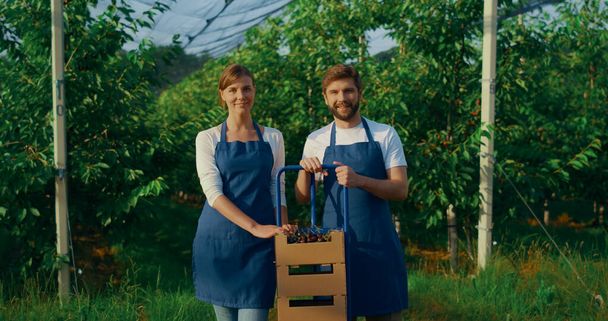 Владельцы агробизнеса демонстрируют выращивание вишневых коробок на солнечной плантации. - Фото, изображение