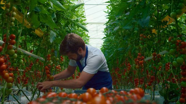 Uomo agricoltore raccolta pomodori in carriola vegetale a serra moderna. - Foto, immagini