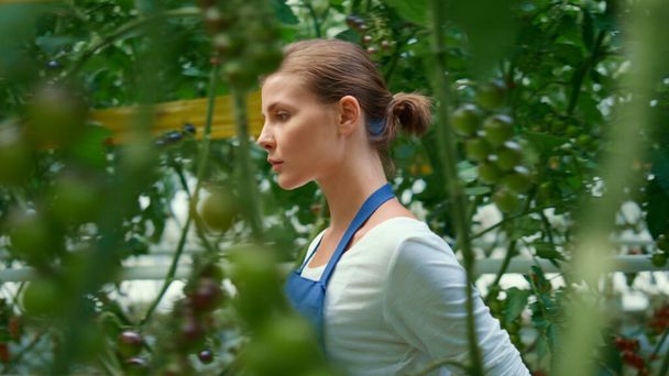 Pracownica farmy spacerująca po plantacji pomidorów. Workwoman w fartuchu patrząc zbiorów. - Zdjęcie, obraz