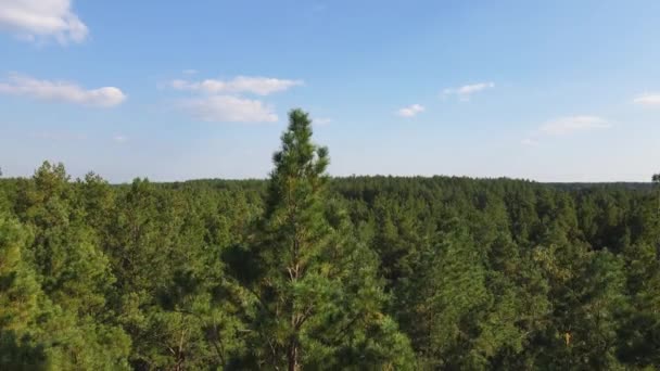 Drone desciende de abajo hacia arriba en un bosque de pinos. La vista del dron en el hermoso bosque de pinos y el cielo. Vídeo de resolución 4K - Metraje, vídeo