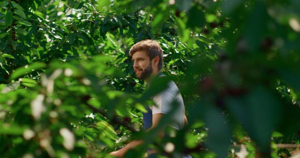 Чоловік фермер ходить по плантації, вирощуючи зелені органічні рослини влітку
 - Фото, зображення