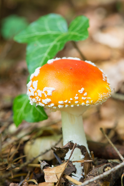агаритна аманкіта гриб деталь гриба в лісі осінь
  - Фото, зображення