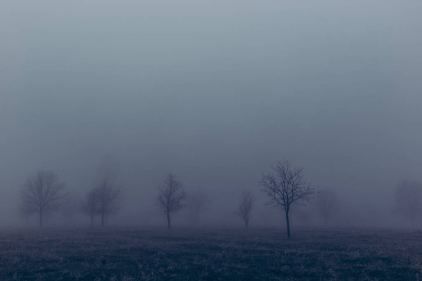Paisaje otoñal con árboles en espesa niebla y heladas en las ramas. - Foto, imagen