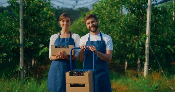 Entrepreneur couple holding harvest cherry box in modern agriculture plantation. - Foto, Imagem