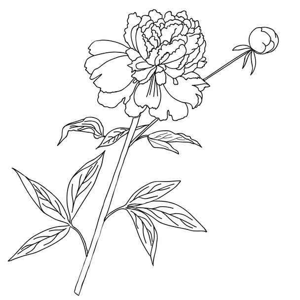 One peony.Sketch black and white - ベクター画像