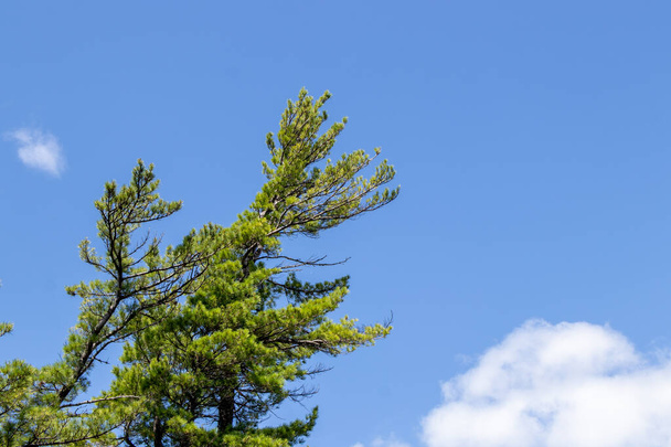 Vibrant green pine tree against a bright blue sky - Photo, Image