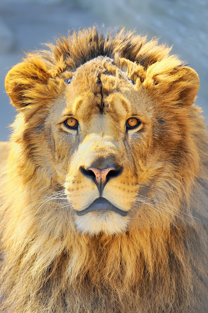 Cabeça de leão
 - Foto, Imagem